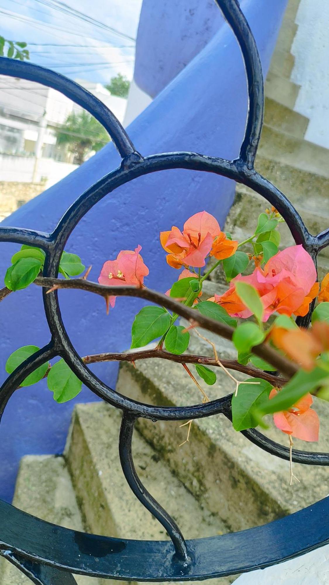 Amaranto Bed And Breakfast Cozumel Luaran gambar