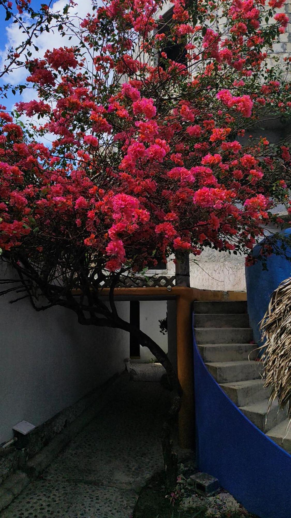 Amaranto Bed And Breakfast Cozumel Luaran gambar